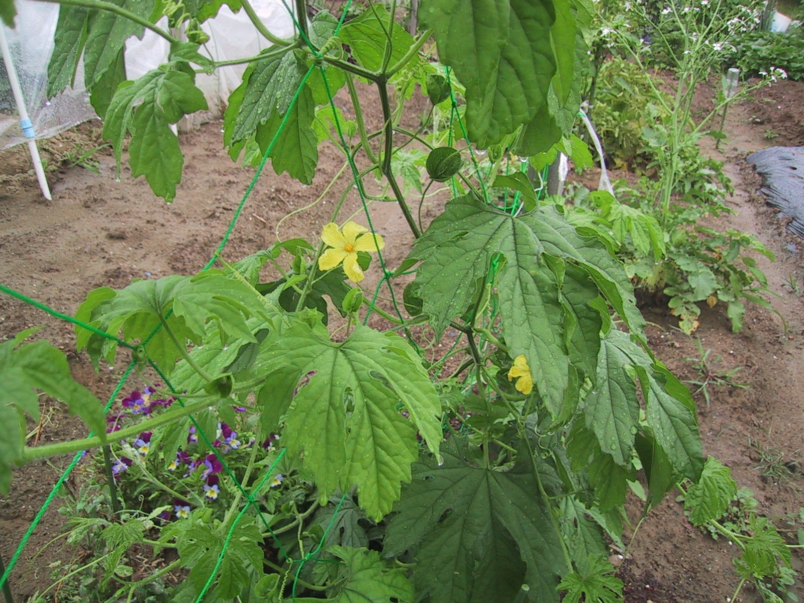 今 真っ盛りゴーヤ 気をつける事 スギヒロ ごちそう 家庭菜園