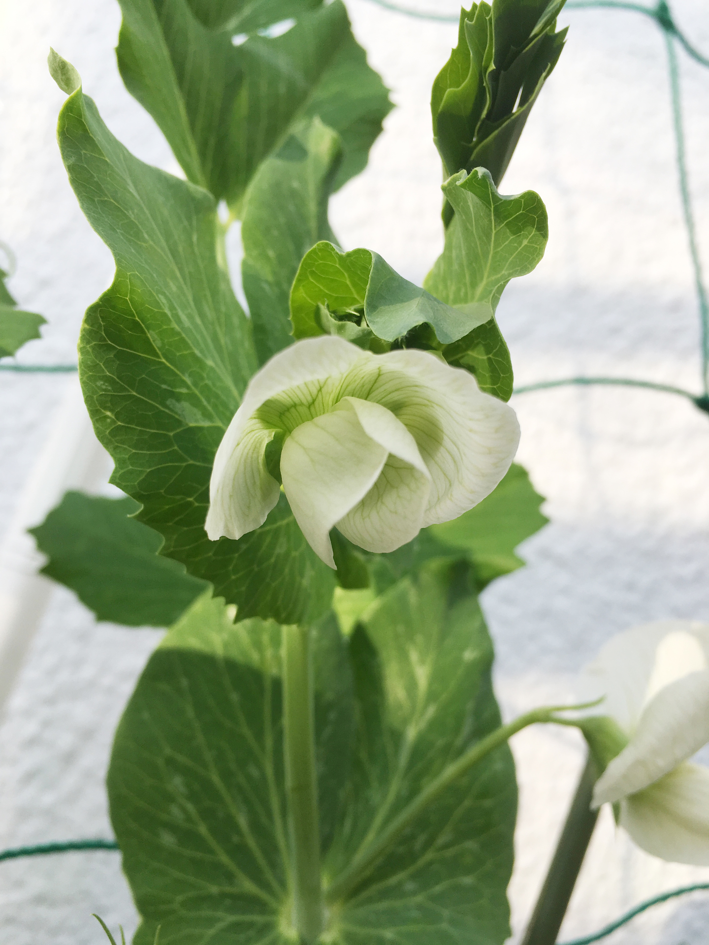 プランターでも年越し育つ スナップエンドウ スギヒロ ごちそう 家庭菜園