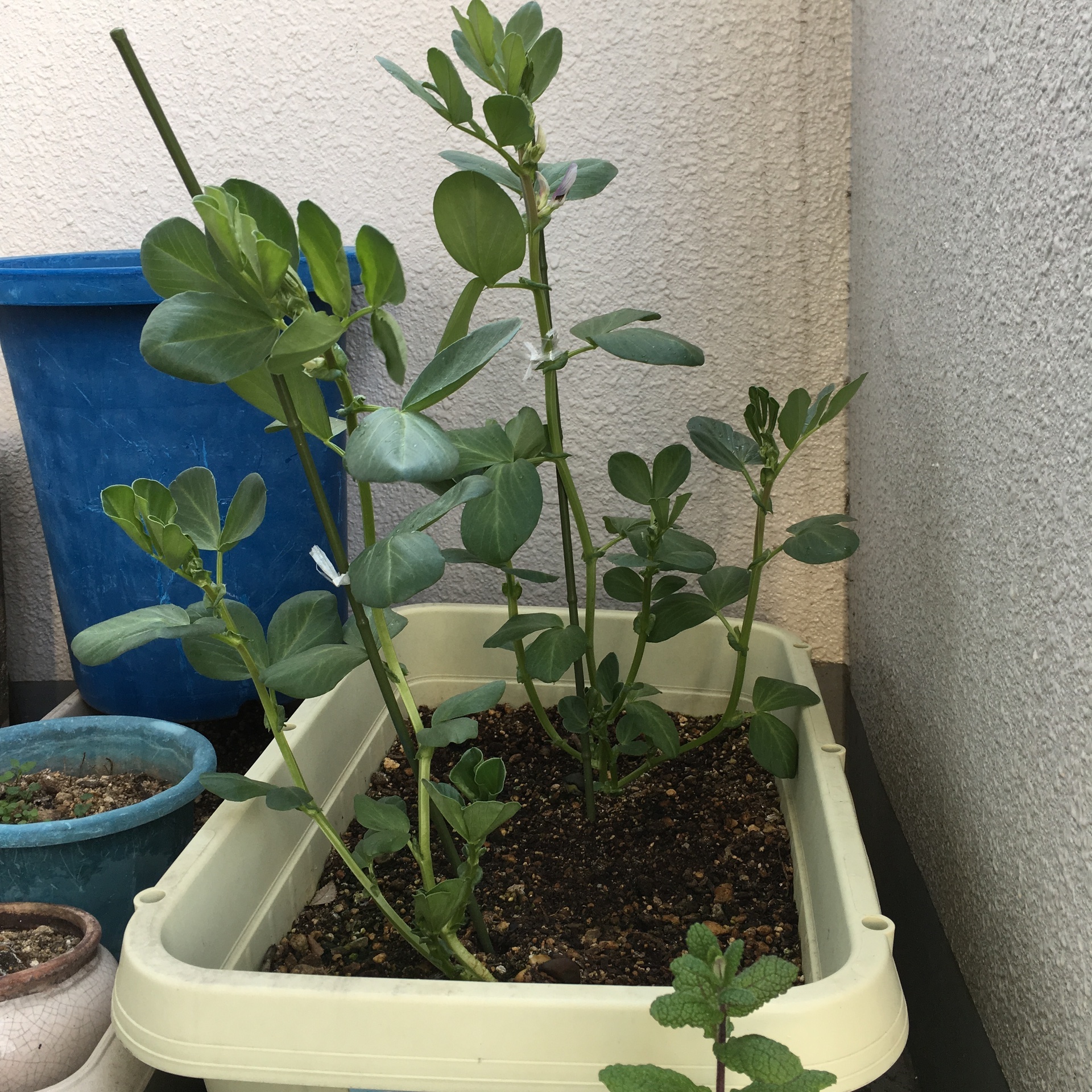 実がならなかった プランターのソラマメ スギヒロ ごちそう 家庭菜園