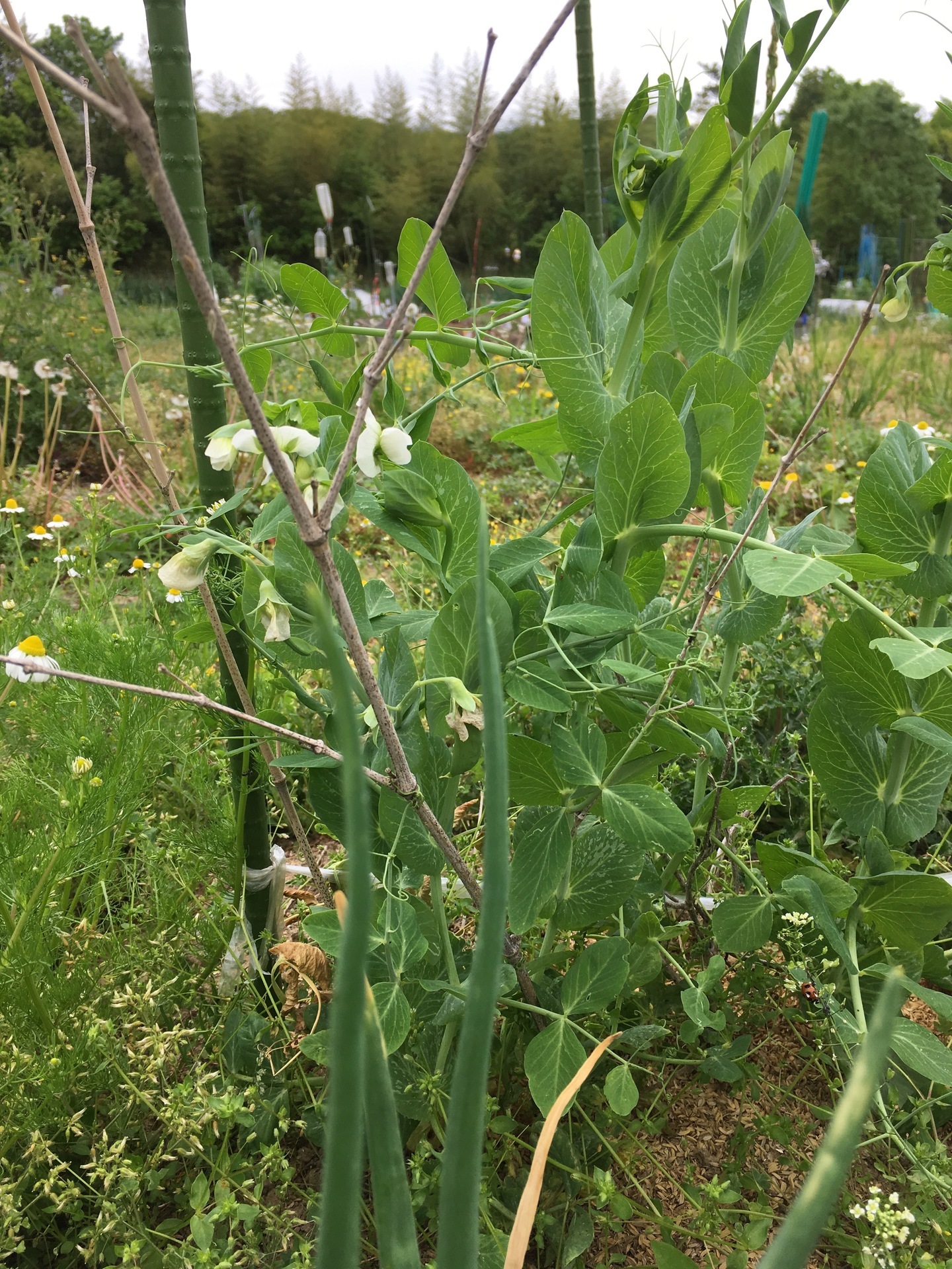 ワラの霜よけ スナップエンドウのこれから スギヒロ ごちそう 家庭菜園