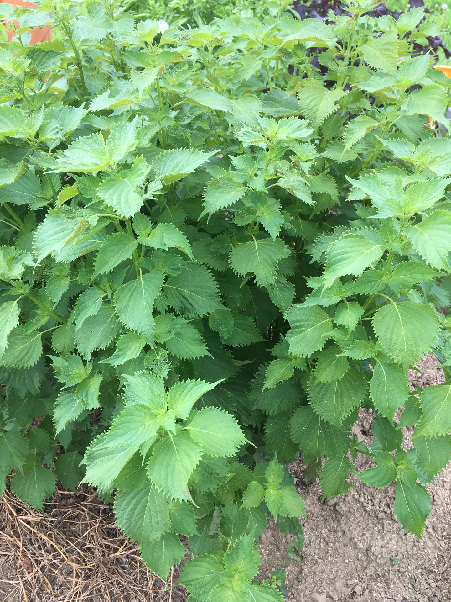 スギヒロ ごちそう 家庭菜園