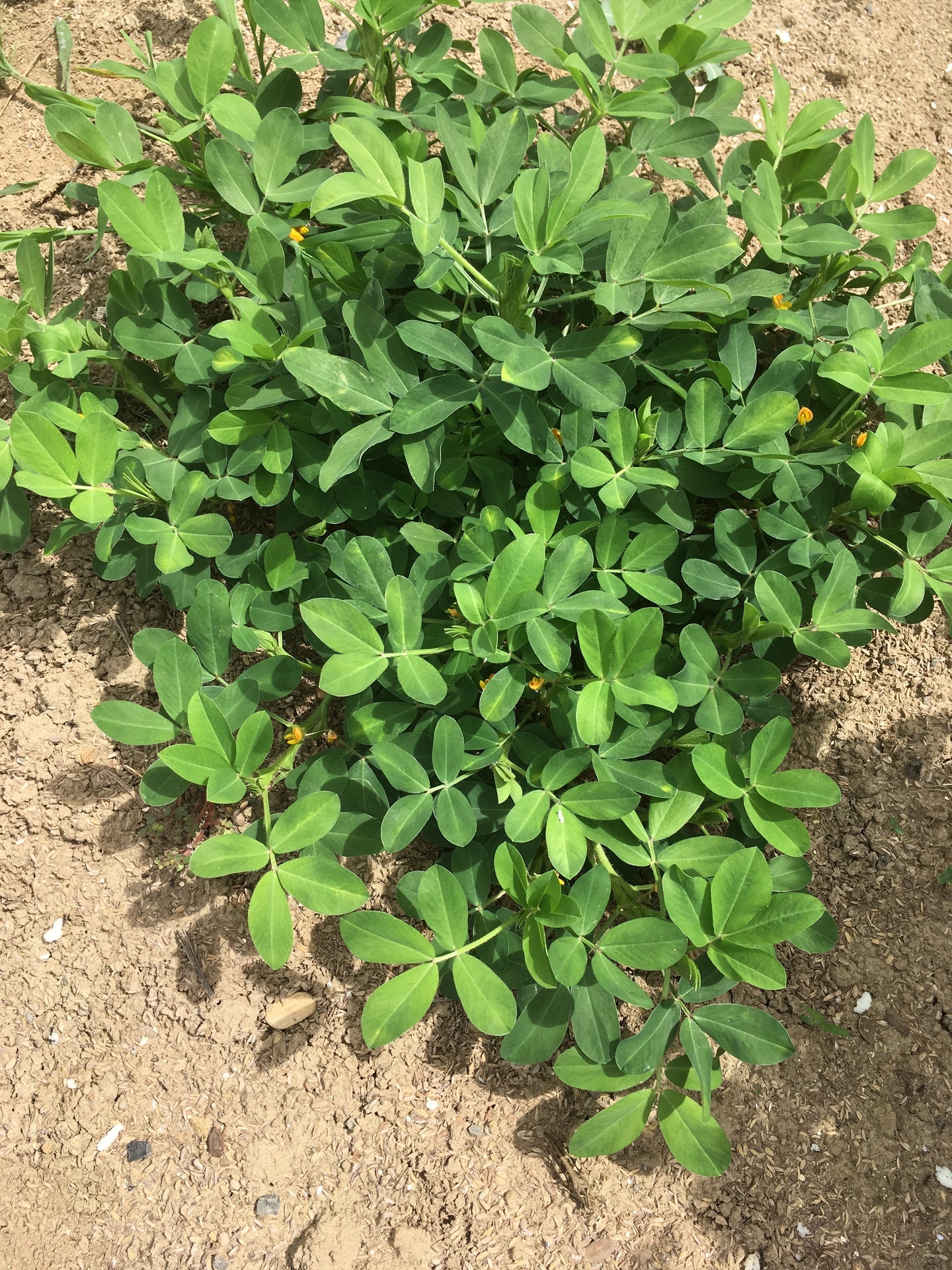 落花生に挑戦だ 育て方のコツとおすすめ調理法 スギヒロ ごちそう 家庭菜園