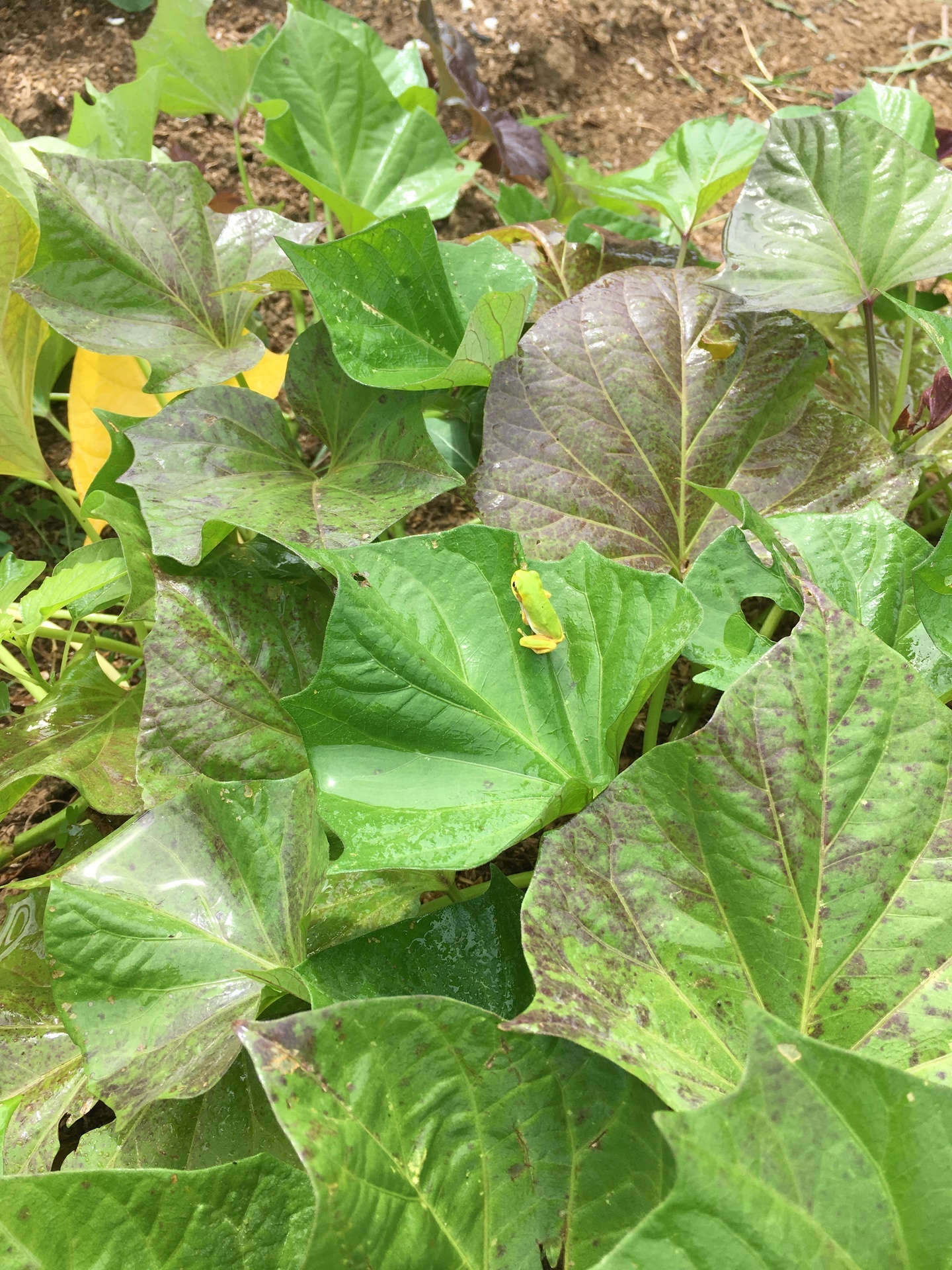 サツマイモの葉にアマガエル 毒に注意 スギヒロ ごちそう 家庭菜園