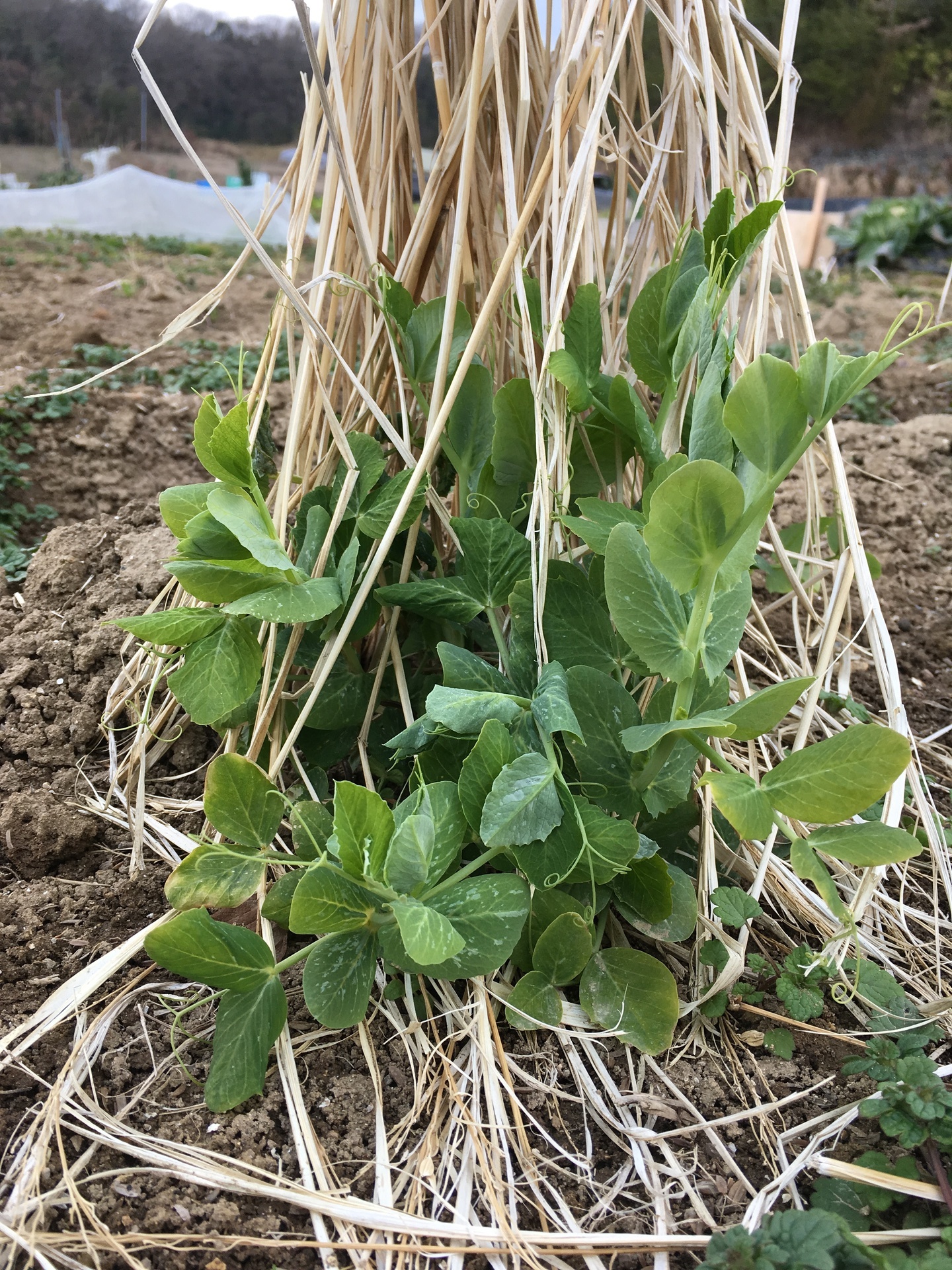 ワラの霜よけ スナップエンドウのこれから スギヒロ ごちそう 家庭菜園