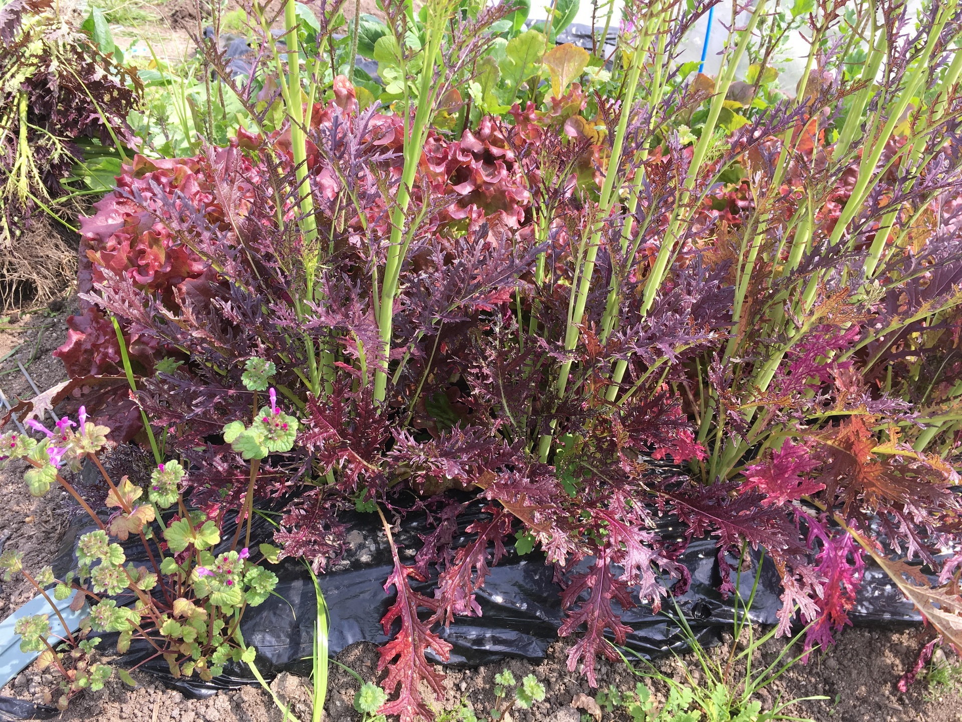 ピリッと辛い赤い葉 畑で目立つ スギヒロ ごちそう 家庭菜園
