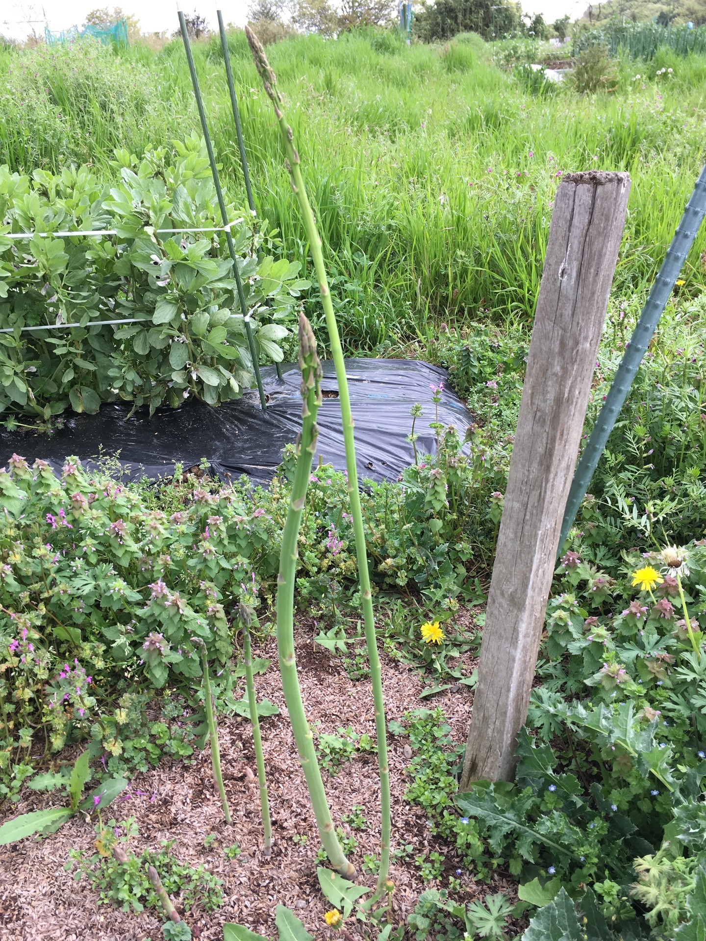 次々とアスパラ 冬の肥料効果 スギヒロ ごちそう 家庭菜園