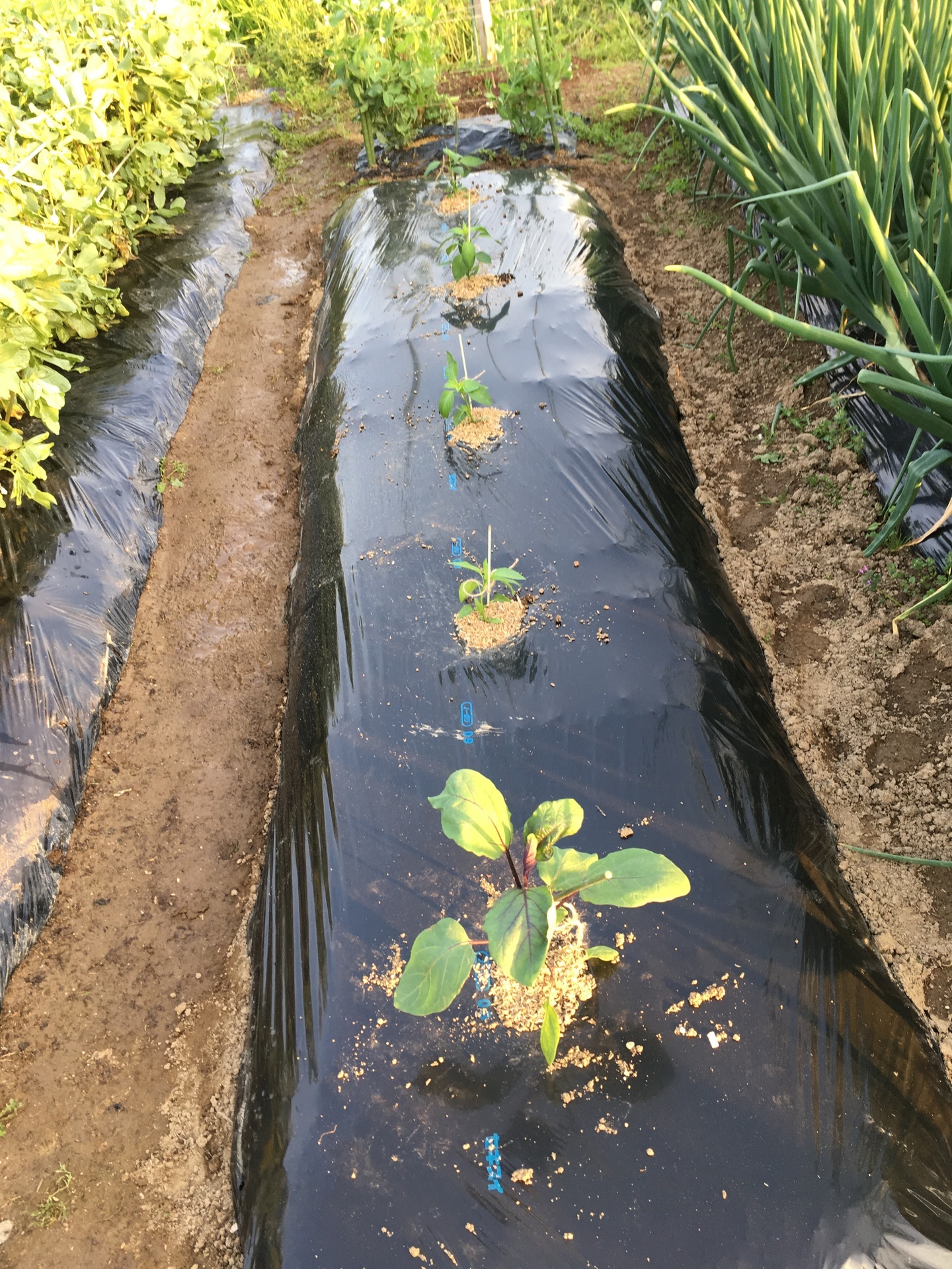 春夏野菜の栽培スケジュール スギヒロ ごちそう 家庭菜園