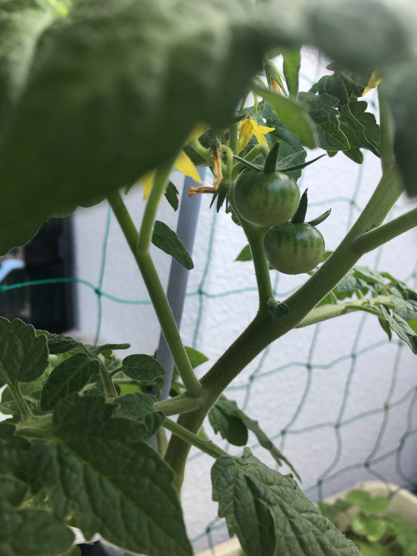 ミニトマト 仕立て と わき芽 スギヒロ ごちそう 家庭菜園