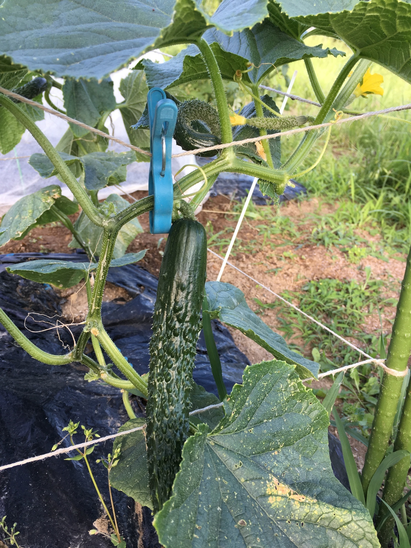 品種を替えて植えて見た キュウリ スギヒロ ごちそう 家庭菜園