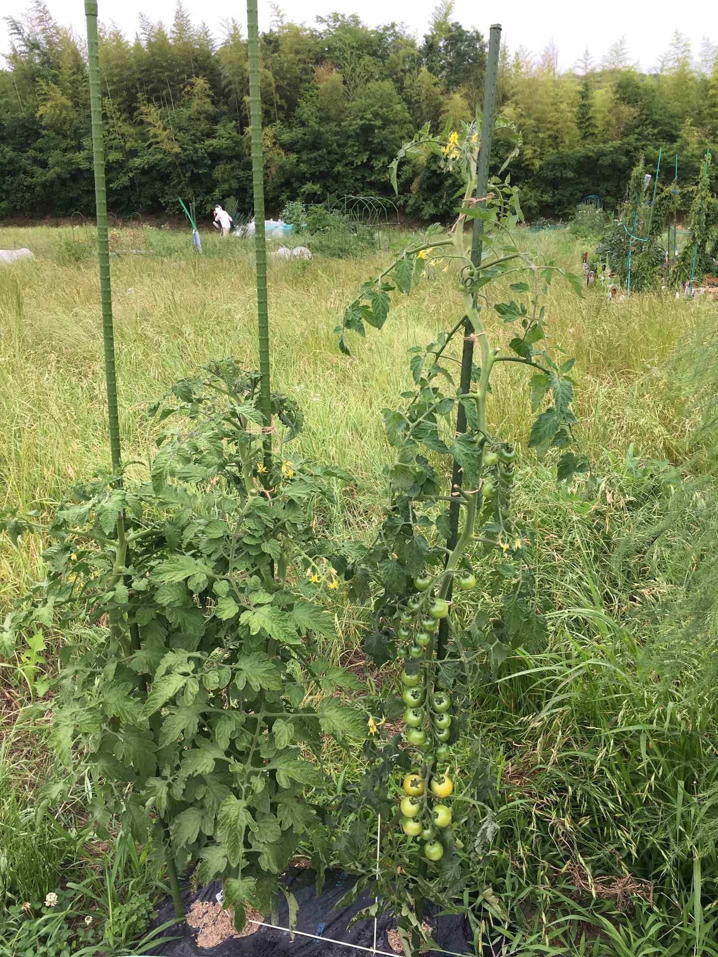 トマト栽培入門 ミニトマトと中玉トマトのコツ スギヒロ ごちそう 家庭菜園