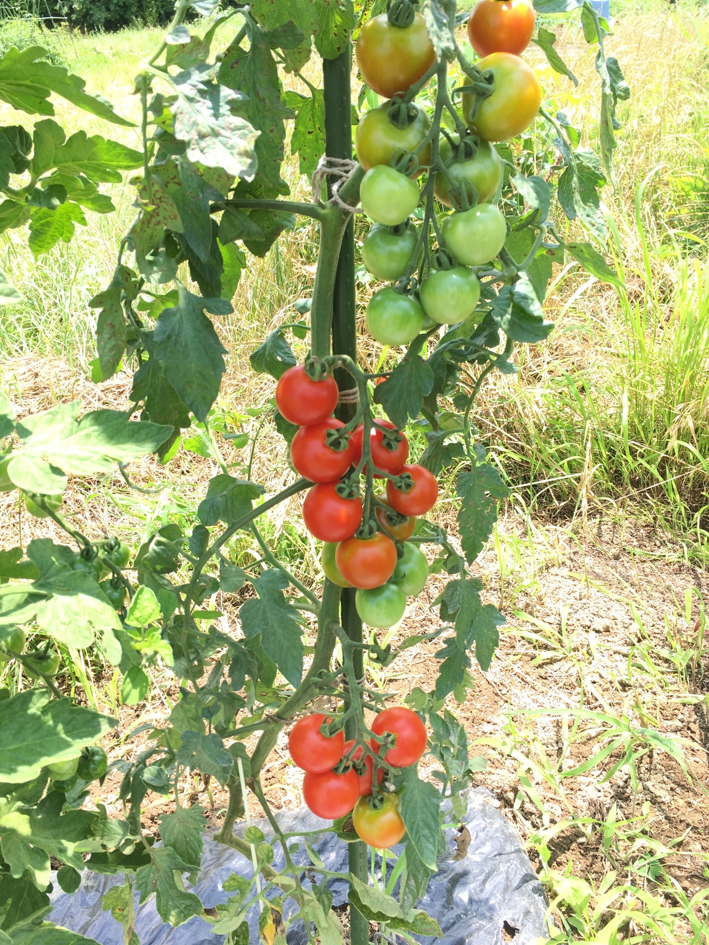 甘くて美味しい中玉トマトを作るコツ スギヒロ ごちそう 家庭菜園